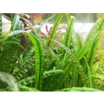 Cryptocoryne crispatula – Zboží Mobilmania
