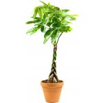 Gardners Pachira aquatica spletený kmen, průměr 24 cm Pachira vodní – Hledejceny.cz