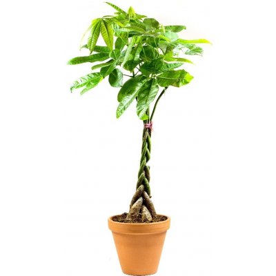 Gardners Pachira aquatica spletený kmen, průměr 24 cm Pachira vodní – Hledejceny.cz