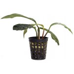 Anubias barteri var. coffeefolia – Zboží Mobilmania