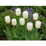 Tulipán 'Purissima' 5 ks Velikost hlíz: 10/11 – Hledejceny.cz
