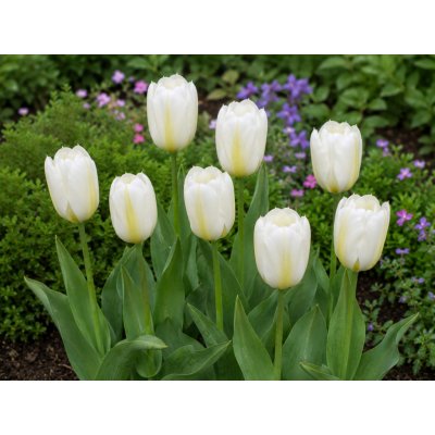 Tulipán 'Purissima' 5 ks Velikost hlíz: 10/11 – Hledejceny.cz