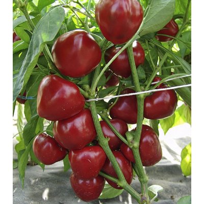 Paprika rajčatová Dumas - Capsicum annuum - osivo papriky - 15 ks