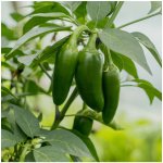 Chilli Jalapeno - Capsicum annuum - semena - 6 ks