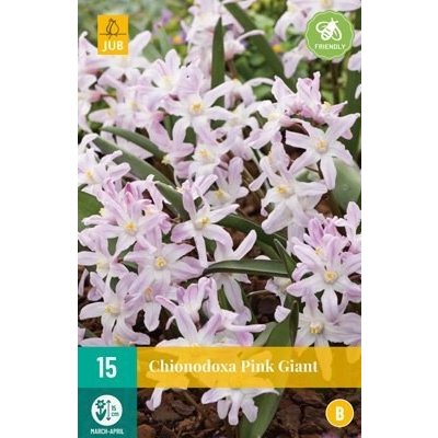 Ladonička Chionodoxa Pink Giant (15 cibulí) – Zboží Dáma