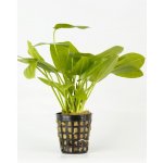 Echinodorus rubromaculatus – Zboží Dáma