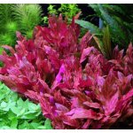 Alternanthera reineckii Pink – Zboží Dáma