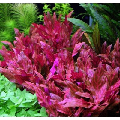 Alternanthera reineckii Pink – Zbozi.Blesk.cz