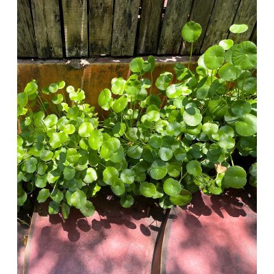 Gotu Kola - Centella asiatica - semena - 4 ks – Sleviste.cz