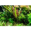 Cryptocoryne albida