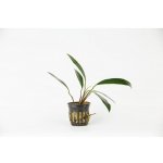 Anubias angustifolia – Zboží Mobilmania