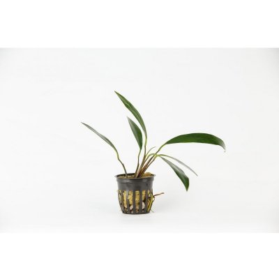 Anubias angustifolia – Zboží Mobilmania