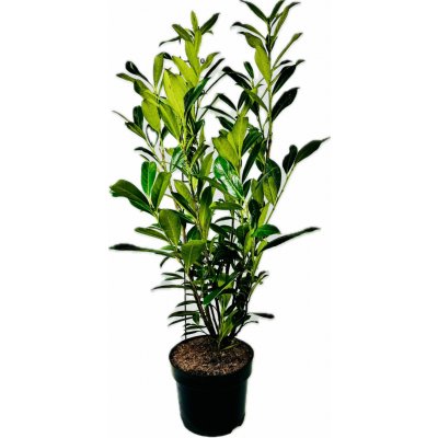 Prunus laurocerasus 'Caucasica' Prodejní velikost: 040/060, Velikost hrnku: 3 l – Zboží Dáma