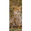 Tapety WEBLUX Samolepka na dveře fólie Mother cheetah and her cubs in the savannah. Kenya. Tanzania. Africa. National Park. Serengeti. Maasai Mara. An excellent illustration. - 90 x 220 cm