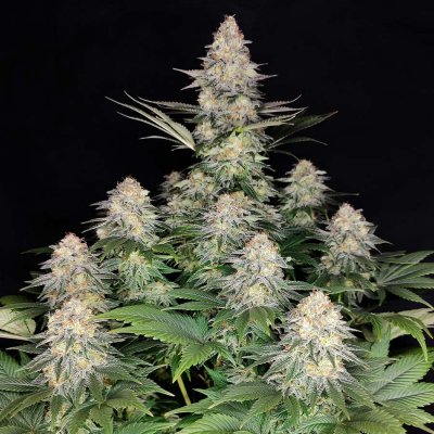 Buddha Seeds Kraken semena neobsahují THC 3 ks – Hledejceny.cz