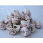 Tica Global affairs Mušle Trochus maculatus 1130 g – Sleviste.cz