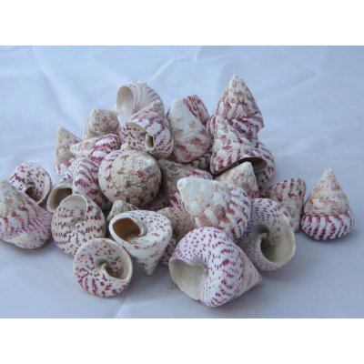 Tica Global affairs Mušle Trochus maculatus 1130 g – Sleviste.cz