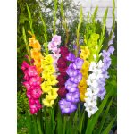 Mix mečíků 15 ks Velikost cibulí: 8/10 – Hledejceny.cz