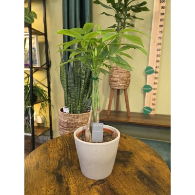 Pachira Aquatica, strom štěstí – Zbozi.Blesk.cz