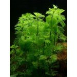 Tetra Green Cabomba 30 cm – Zboží Mobilmania