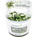 Bucephalandra pygmaea Bukit Kalem – Sleviste.cz