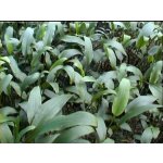 Cryptocoryne lucens – Zboží Dáma