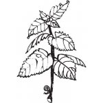 Alteya Máta špičatá olej 100% BIO 10 ml – Sleviste.cz