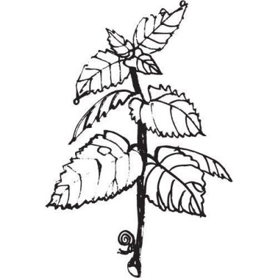 Alteya Máta špičatá olej 100% BIO 10 ml – Sleviste.cz