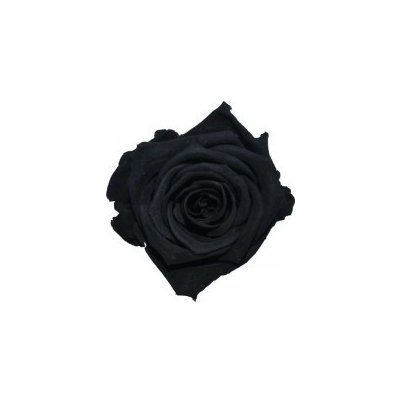 Lena Black - černá (Stabilizovaná "věčná" růže v květináčku ve tvaru srdce)