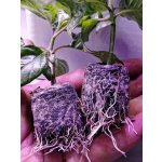 Rašelinové tablety JIFFY – Zboží Dáma