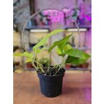 Plastová opora - kruh průhledný 22 cm – Sleviste.cz