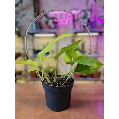 Plastová opora - kruh průhledný 22 cm – Sleviste.cz