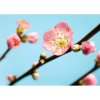 Tapety Komar Vliesová fototapeta Peach Blossom rozměry 350 x 250 cm