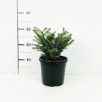 Picea abies 'Nidiformis' Prodejní velikost: 005/015, Velikost hrnku: 2 l – Hledejceny.cz