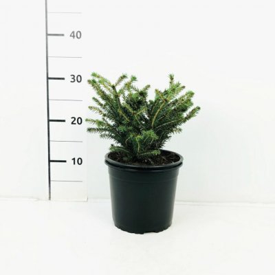 Picea abies 'Nidiformis' Prodejní velikost: 005/015, Velikost hrnku: 2 l – Hledejceny.cz