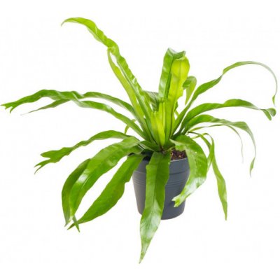 Sleziník, Asplenium antiquum, průměr květináče 12 cm – Zboží Dáma