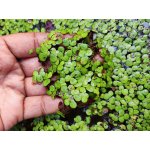 Spirodela polyrrhiza 7 cm – Zboží Mobilmania
