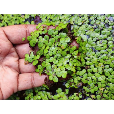 Spirodela polyrrhiza 7 cm – Zboží Mobilmania