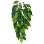 HAGEN Rostlina Ficus velká 70 cm – Zboží Dáma