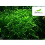 Taxiphyllum alternans - Taiwan moss – Zboží Dáma