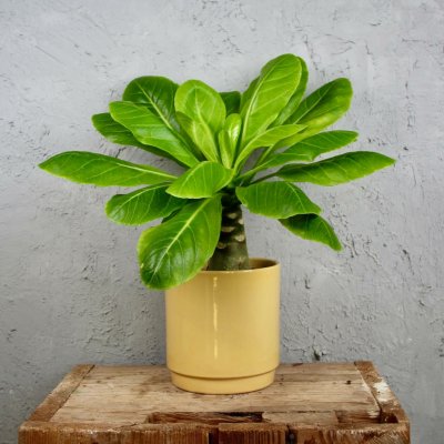 Brighamia insignis - Havajská palma – Hledejceny.cz