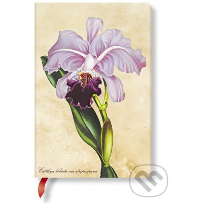 PAINTED BOTANICALS BRAZILIAN ORCHID MINI