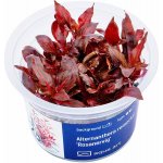 Alternanthera reineckii Rosanervig – Zboží Dáma