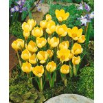 Krokus 'Romance' 10 ks – Sleviste.cz