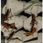 Saranče střední 10 ks – Zboží Dáma