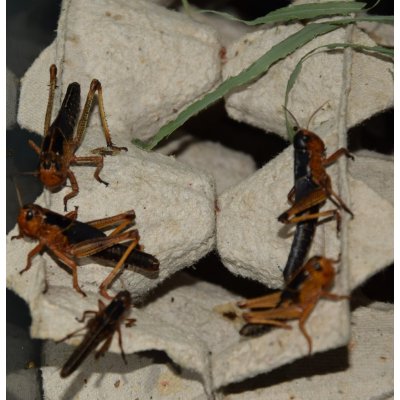 Saranče střední 10 ks – Zboží Dáma