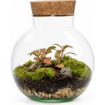 Gardners Skleněná dóza Campsis s korkovým špuntem, 19x15 cm - osázené vlhkomilně – Hledejceny.cz