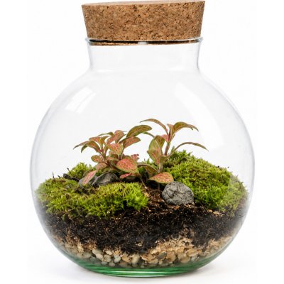 Gardners Skleněná dóza Campsis s korkovým špuntem, 19x15 cm - osázené vlhkomilně – Hledejceny.cz