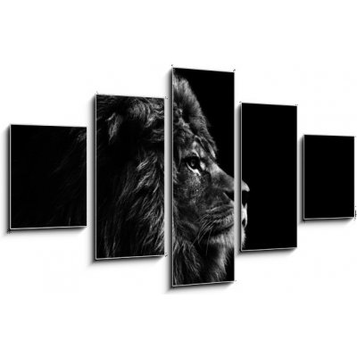 Obraz 5D pětidílný - 125 x 70 cm - Stunning facial portrait of male lion on black background in bla Ohromující obličej portrét lva na černém pozadí v bla