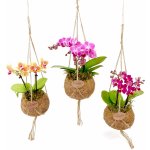 Gardners Phalaenopsis (L) Falenopsis, Můrovec – Sleviste.cz